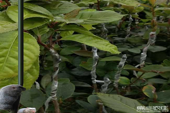 銅陵油茶苗的經營方式 銅陵油茶苗的經營方式