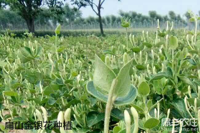 資源江西贛無品種出油 資源江(jiāng)西贛無品種出油