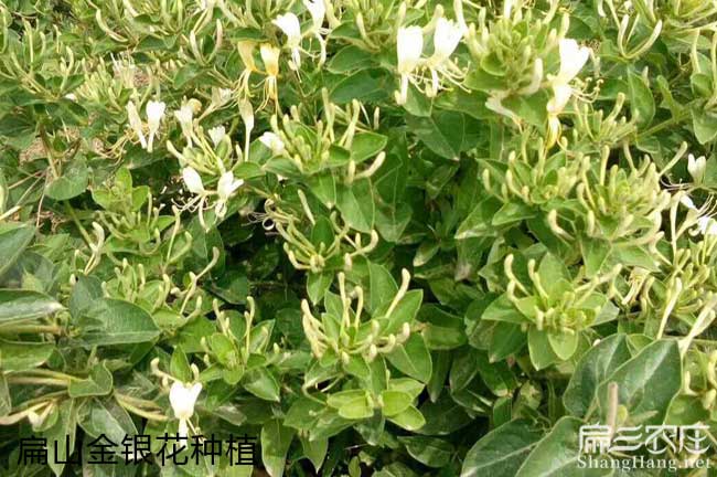 馬江鎮油茶苗(miáo)的(de)佳種 馬(mǎ)江鎮油茶苗的佳種