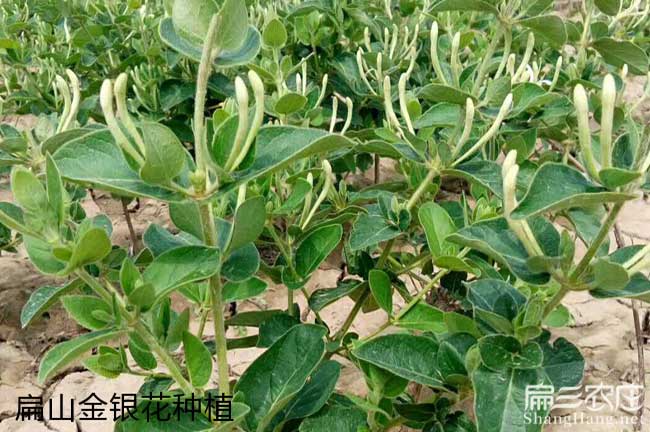 徐聞縣茶樹林幼林撫育 徐聞縣茶(chá)樹林幼林撫育
