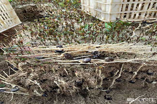 湖潤鎮種(zhǒng)植油茶哪個品 湖潤鎮種植油茶哪個品(pǐn)