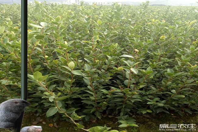 平果縣源茶樹(shù)苗日常管 平果縣(xiàn)源茶樹(shù)苗(miáo)日常管