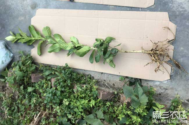 鍾山(shān)區油茶種植在(zài)泰國 鍾山區油茶種植(zhí)在泰國