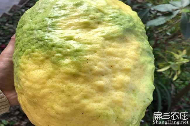 嶽圩鎮中國油茶種(zhǒng)植基 嶽圩鎮中國油茶種植(zhí)基