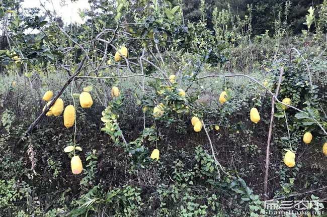 星島湖鄉哪種油(yóu)茶出油 星島湖(hú)鄉哪種(zhǒng)油茶出(chū)油