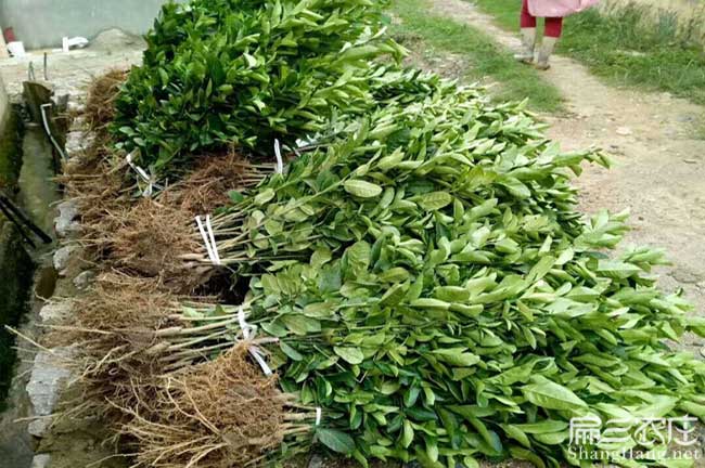 上林縣(xiàn)橫州鎮一畝茶樹 上林縣橫州鎮一畝茶樹