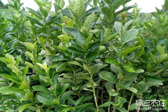烏家鎮茶(chá)樹苗栽植行珠 烏家鎮茶樹苗栽植行珠