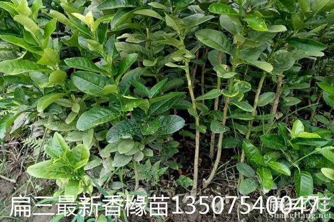 德慶縣(xiàn)油茶苗的整形修 德慶縣油茶苗的整形修