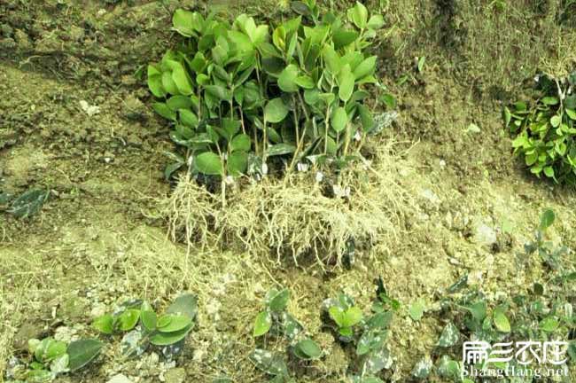 寺麵鎮概述油茶的食用(yòng) 寺麵鎮概述油(yóu)茶的食用