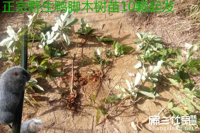 靖西市油茶苗按(àn)年份出 靖西市油茶(chá)苗按年份出(chū)