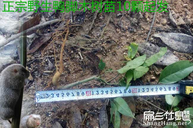 三江鄉茶油出口到哪些 三江鄉茶油出口到哪些