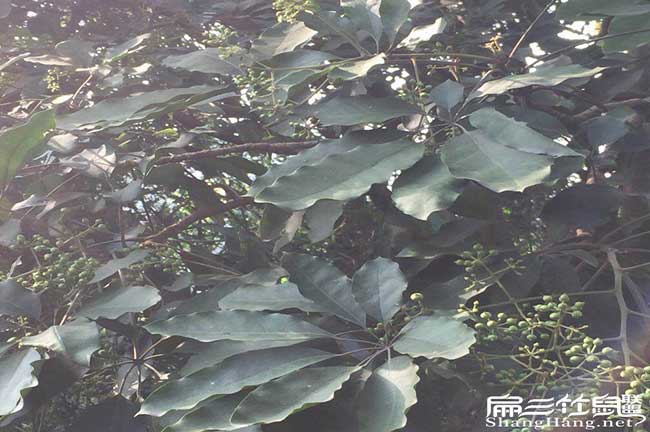 賓州鎮油茶種植的主要 賓州鎮油茶種植的主(zhǔ)要