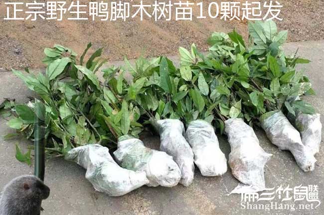 清水(shuǐ)口鎮扁山發展油茶 清水口鎮扁山發展油茶