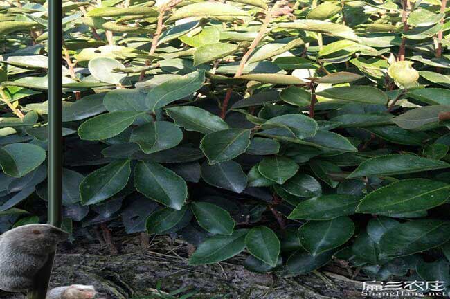 烏當源茶樹苗日常管理 烏當源茶樹苗日常管理