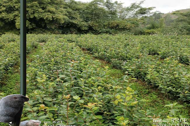 昭(zhāo)平鎮種植油茶一畝(mǔ)投(tóu) 昭平鎮種植油茶一畝投