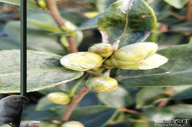 文瀾鎮哪裏有(yǒu)油茶種植 文瀾鎮哪裏有油茶種植
