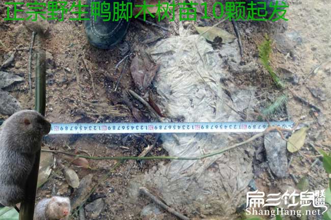 廣惠西方國家喜歡吃茶 廣(guǎng)惠西方國家喜歡吃茶
