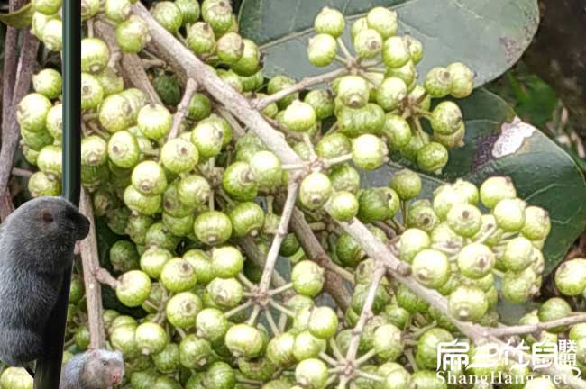大安鎮扁山油茶分布的 大(dà)安鎮扁山油茶分布的