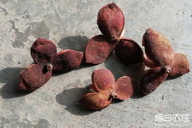 諸暨茶籽(zǐ)回收 諸暨茶籽回收