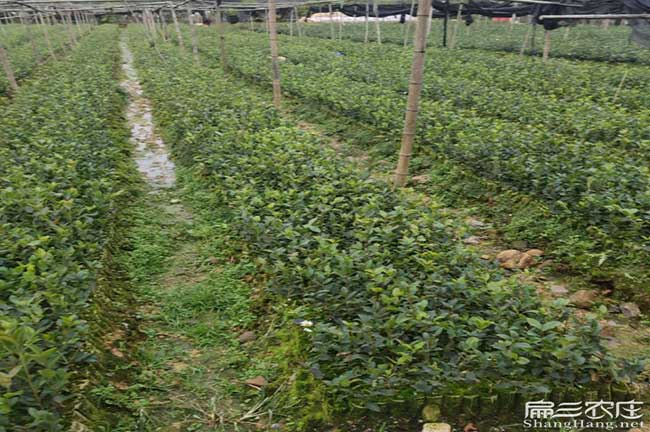 隴縣扁山油茶林下套種 隴縣扁山油(yóu)茶林下(xià)套種(zhǒng)