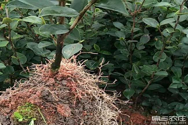 孟集種植油茶哪個品種 孟集種植油茶哪個品種