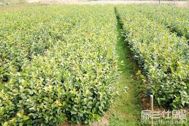 硯山北方扁山(shān)茶油多少(shǎo) 硯山北方(fāng)扁(biǎn)山茶(chá)油多少