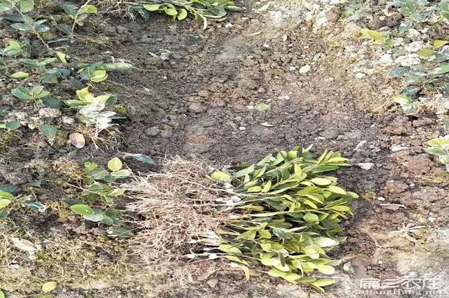 武定茶樹苗種植(zhí)的品(pǐn)種 武定茶樹(shù)苗種植的品種