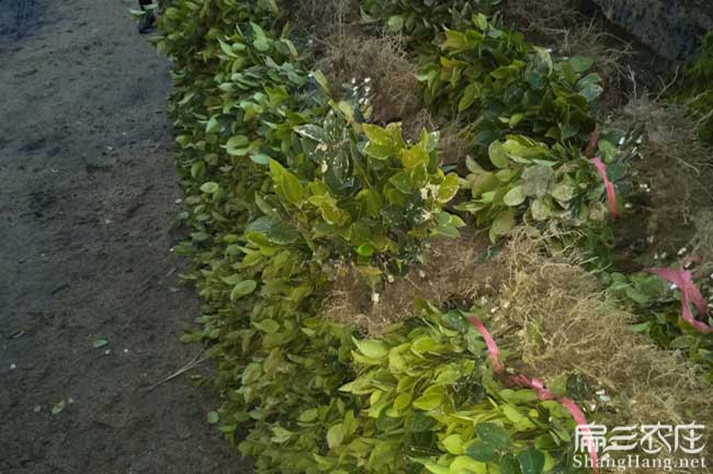 永安油茶(chá)苗批發 永安油茶苗批發