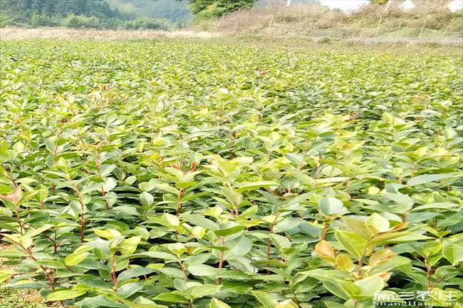 鳳縣源油茶苗的(de)土壤耕 鳳縣源油(yóu)茶苗的土壤耕