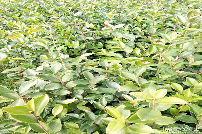 靈川扁山茶樹苗下(xià)套種 靈川扁山茶樹苗下套種