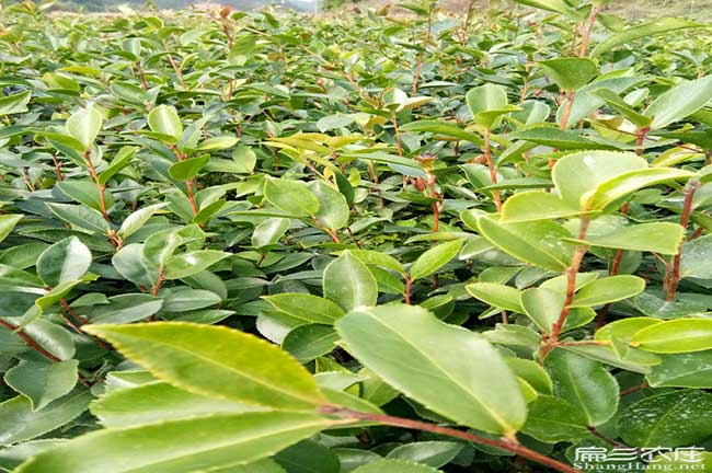 古丈油茶(chá) 古丈油茶