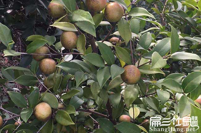 賓州鎮高產的的理論依 賓州鎮高(gāo)產的的理論依