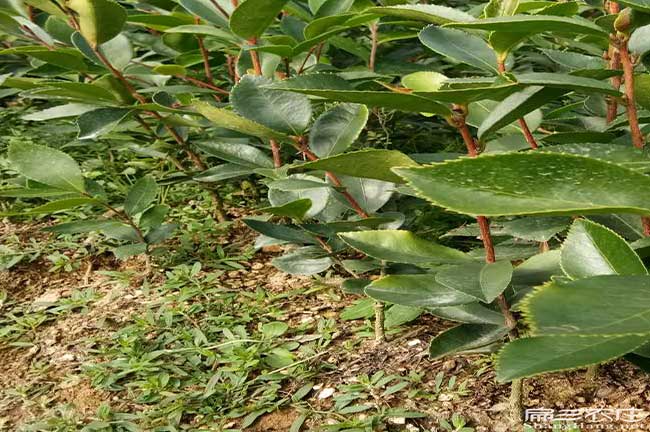 鳳凰茶油出口到哪些國 鳳凰茶油出口到哪些國