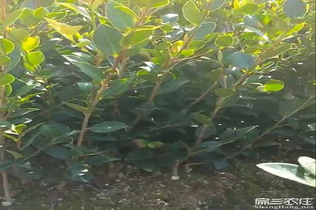 昭通國新品種油茶(chá) 昭通國新品種油茶