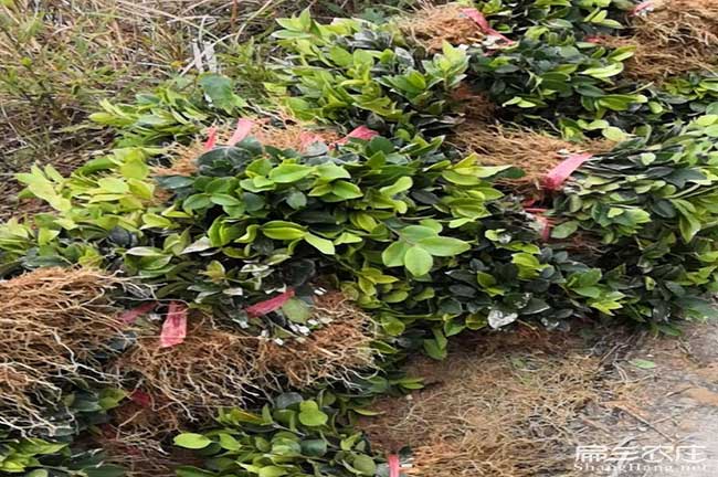 昆明茶油苗