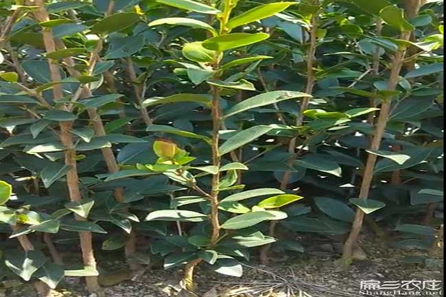 赤坎區油茶基(jī)地在遂溪 赤坎(kǎn)區油茶基地在遂(suí)溪(xī)