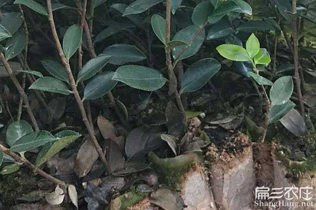 鹹寧油茶苗種植 鹹寧油茶苗種植