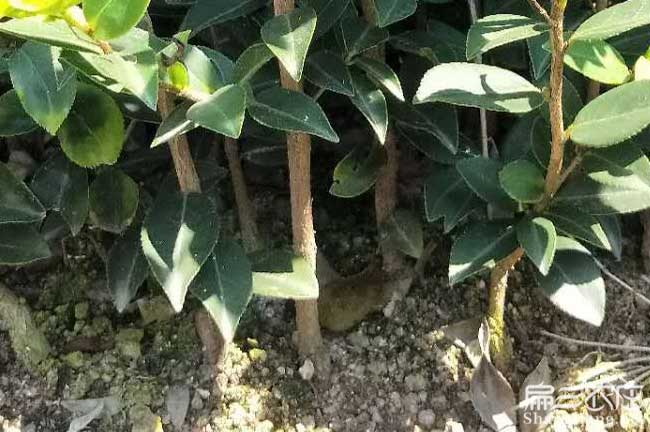 紫陽縣(xiàn)油茶苗的佳種 紫陽縣油茶(chá)苗的佳(jiā)種