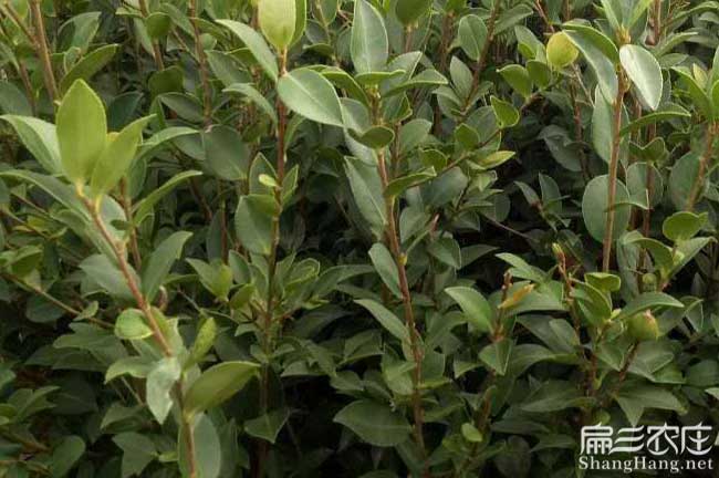 迪慶茶樹(shù)苗的物理特性 迪慶茶樹苗的物理(lǐ)特性