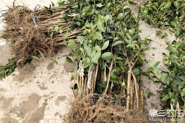 亦資國內集油茶苗 亦資國內集油茶苗(miáo)