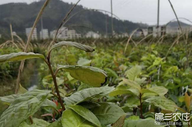惠(huì)州紅(hóng)花油茶 惠州紅花油茶