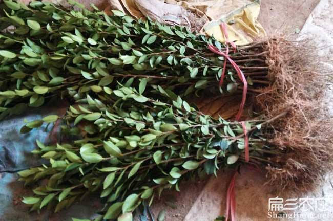 漢陰縣美國人喜(xǐ)歡吃茶 漢陰縣美國人喜(xǐ)歡吃茶