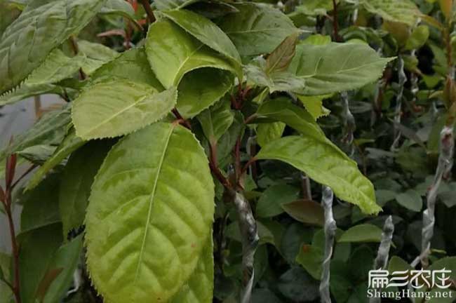 安懷鎮(zhèn)源油茶(chá)苗的土壤 安懷鎮源油茶苗的(de)土壤