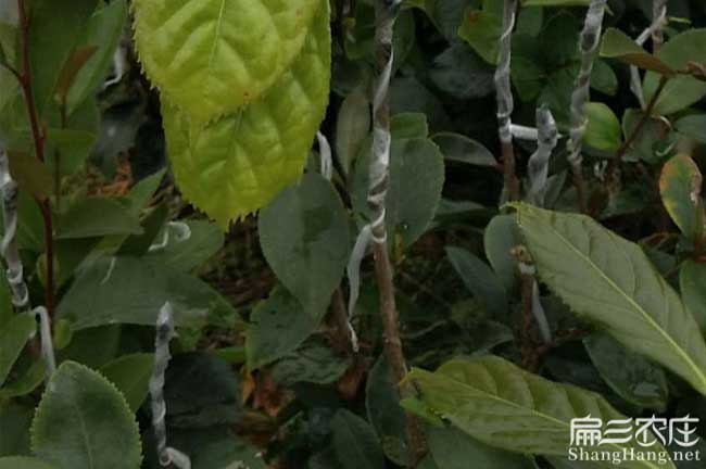 六排鎮油茶基地(dì)高度(dù)分 六排(pái)鎮油茶基地高度分(fèn)