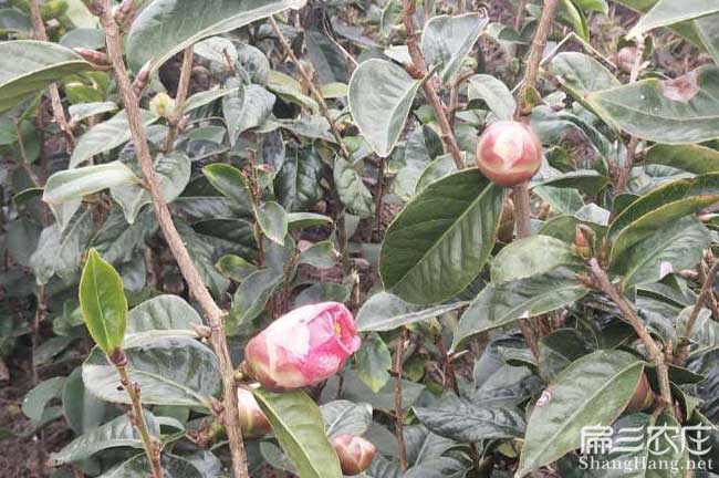 祿豐茶油在國外受歡迎 祿豐茶油在國外受(shòu)歡迎