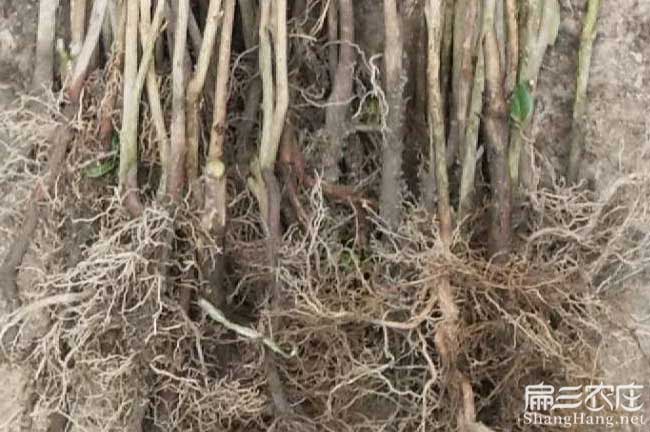 呈贡区(qū)种植油茶一亩投 呈(chéng)贡(gòng)区种植油茶一亩投