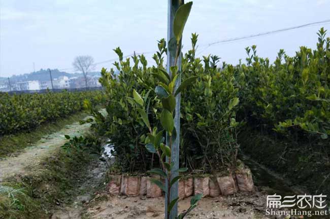 孟連江西贛石贛無係列 孟連江西贛石贛無係列