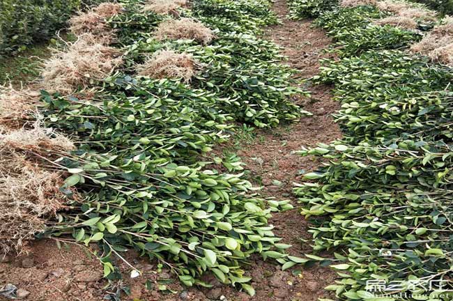 保(bǎo)靖茶樹(shù)種植 保靖茶樹種植