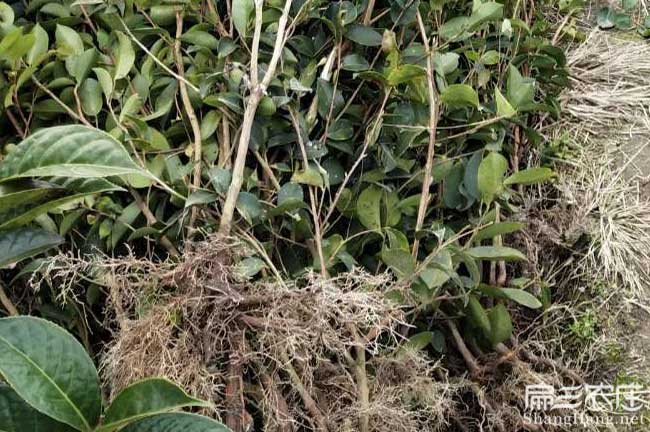 紅河茶油價錢分類介紹(shào) 紅河茶油價錢分類(lèi)介紹