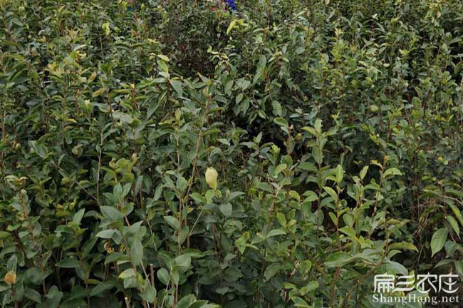 創業一畝茶樹苗可以產 創(chuàng)業一畝茶(chá)樹苗可以產